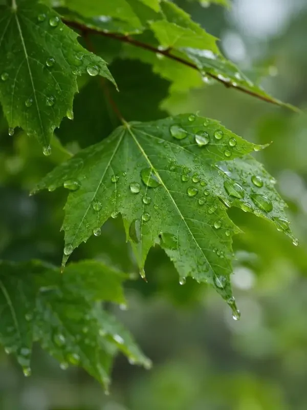 春天的第一场雨海报，在线小视频治愈专区片单